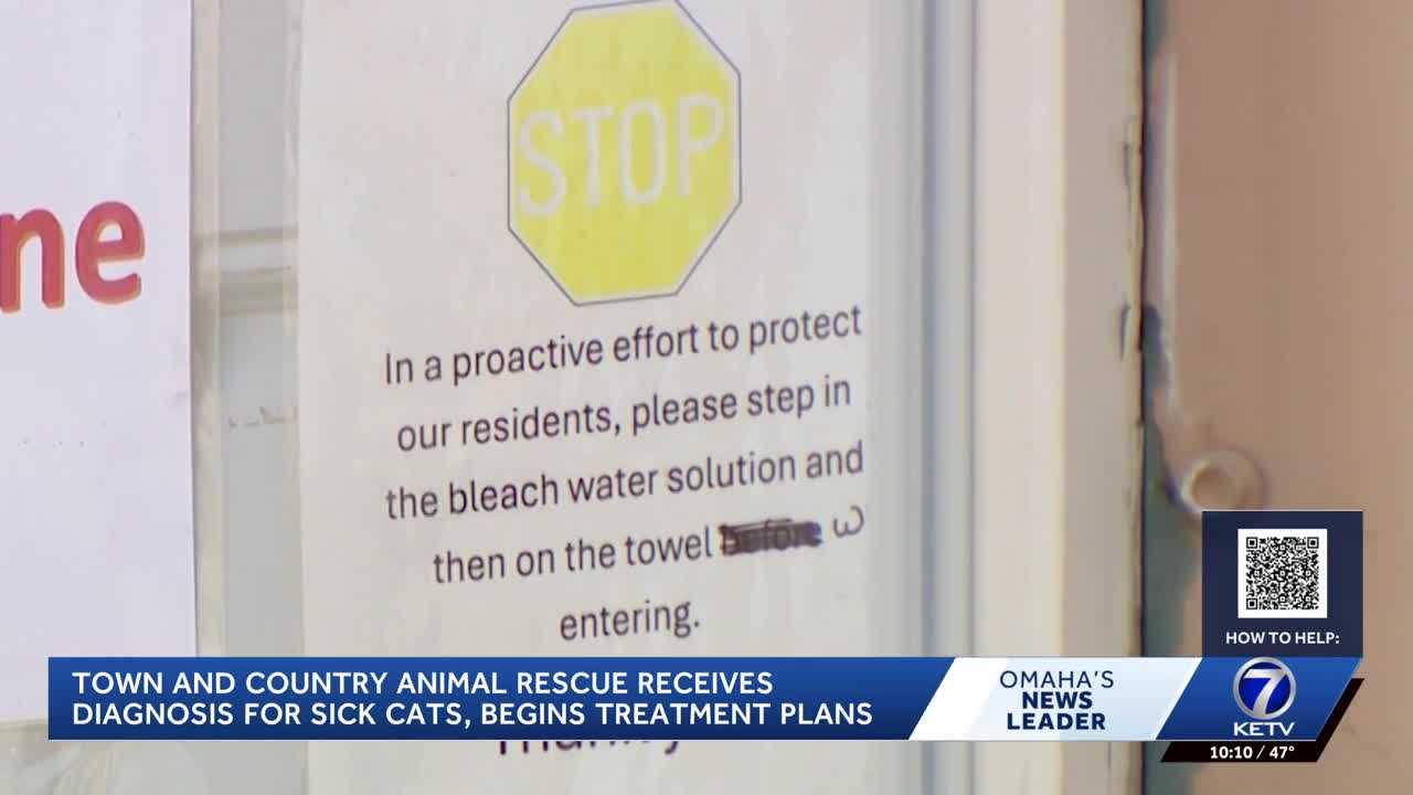 Papillion animal rescue provides update on sick cats, asking for donations for 'quarantine wish list'