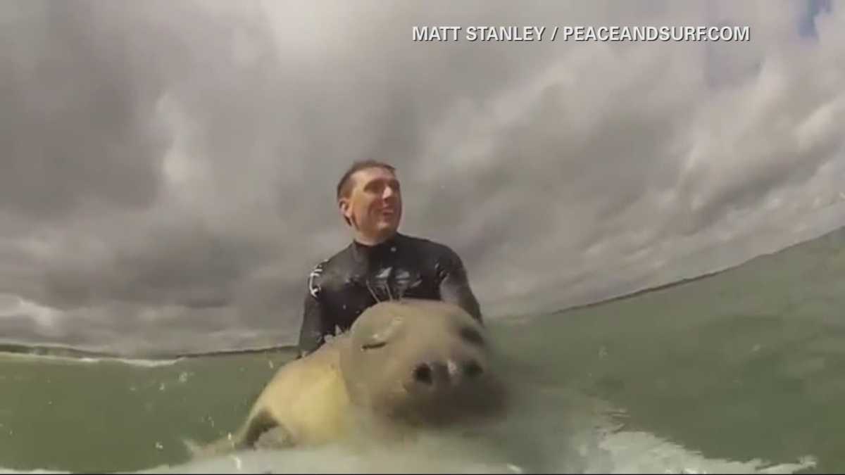 Must see video Seal hops on surfboard, takes ride