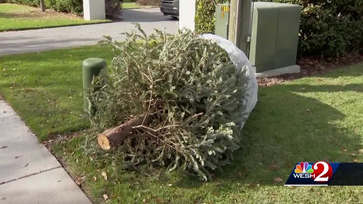Recycling Christmas trees in Central Florida