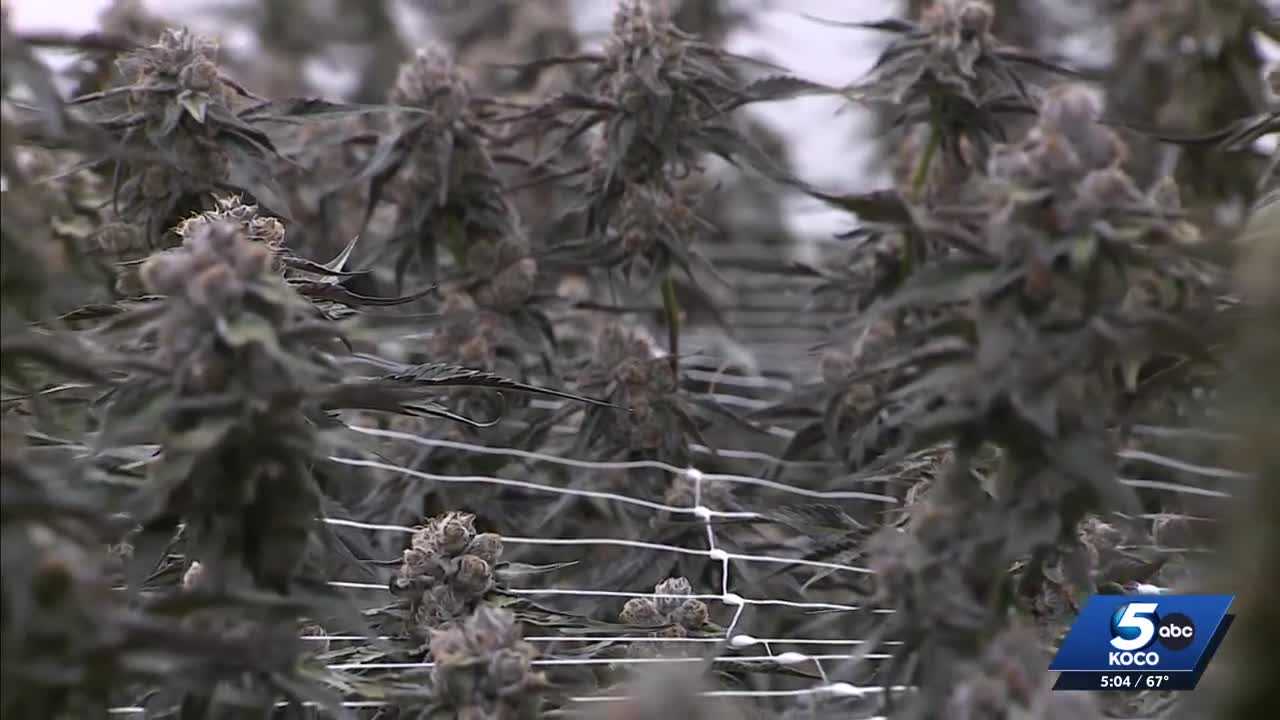 koco.com - Chantelle Navarro - Call for Oklahoma medical marijuana recall sparks concern amongst growers