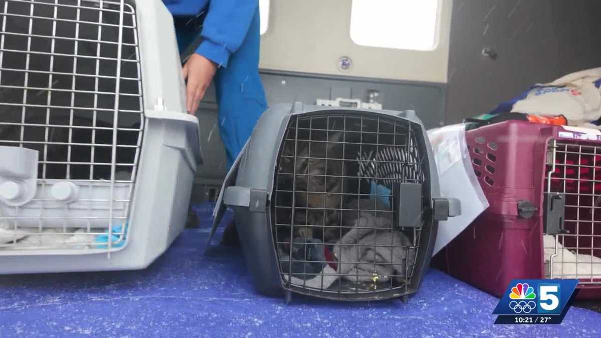 Cats flown to Vermont as part of rescue mission