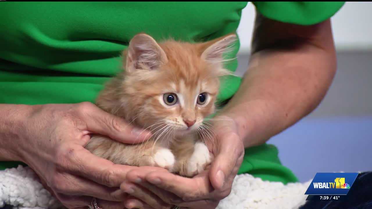 3 special guests from Harford Humane Society: Kitten season means foster homes needed WBAL 1 HR