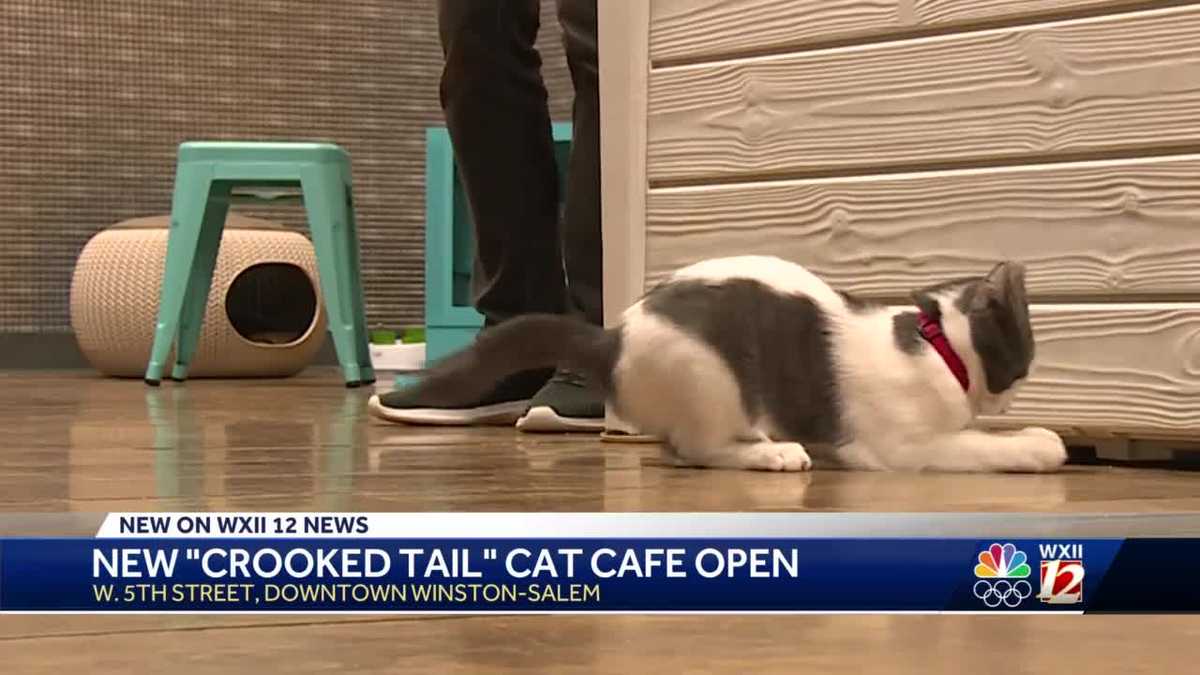  Cat  cafe  opens in Winston Salem