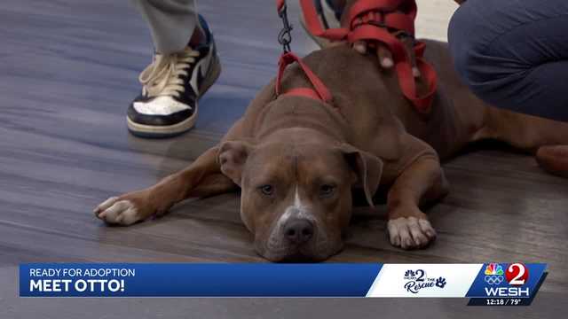 Otto from Seminole County Animal Services needs a home - WESH