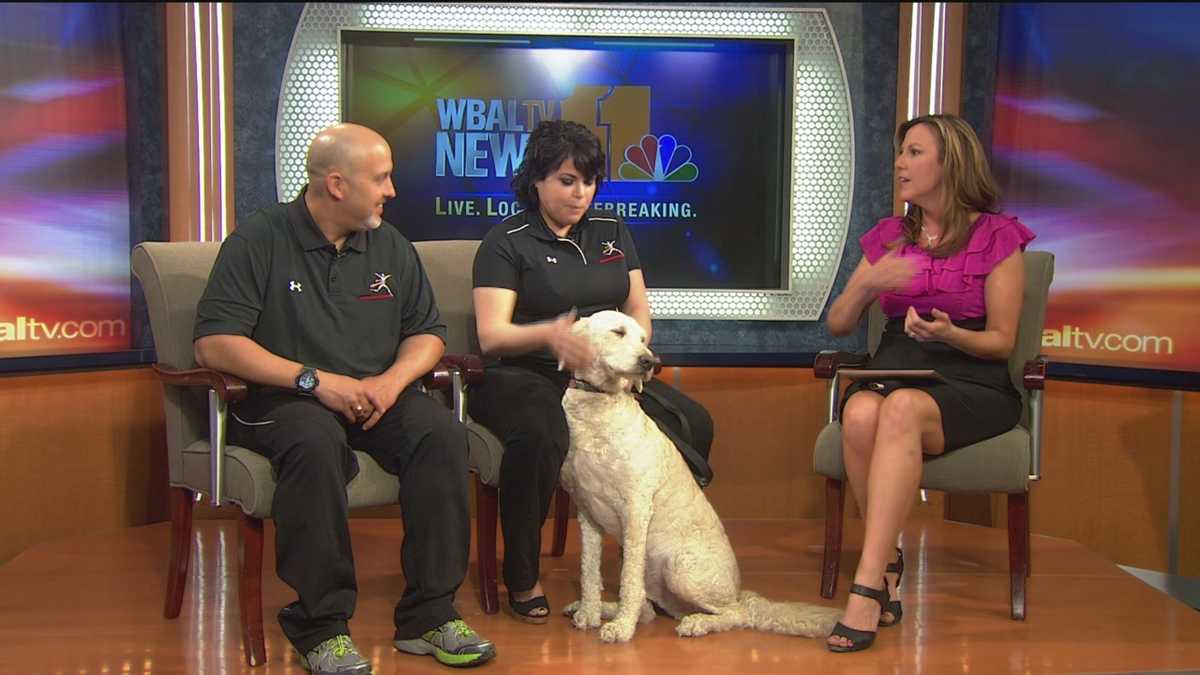 Dozer The Dog Raising Money for Greenbaum Cancer Center