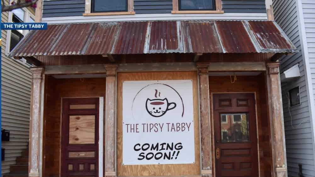 Cat cafe to open soon in Newmarket, New Hampshire
