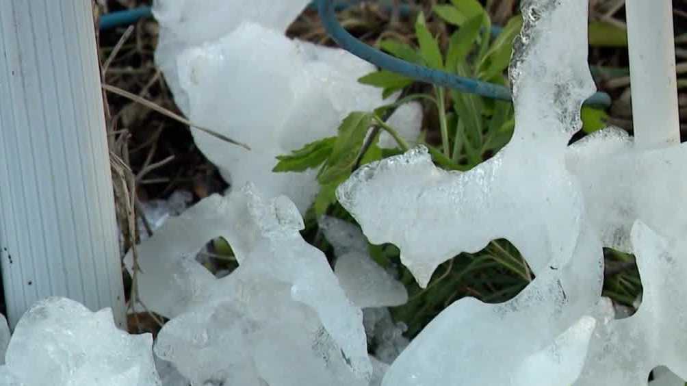 Central Florida citrus farmers assess impacts of prolonged cold temperatures