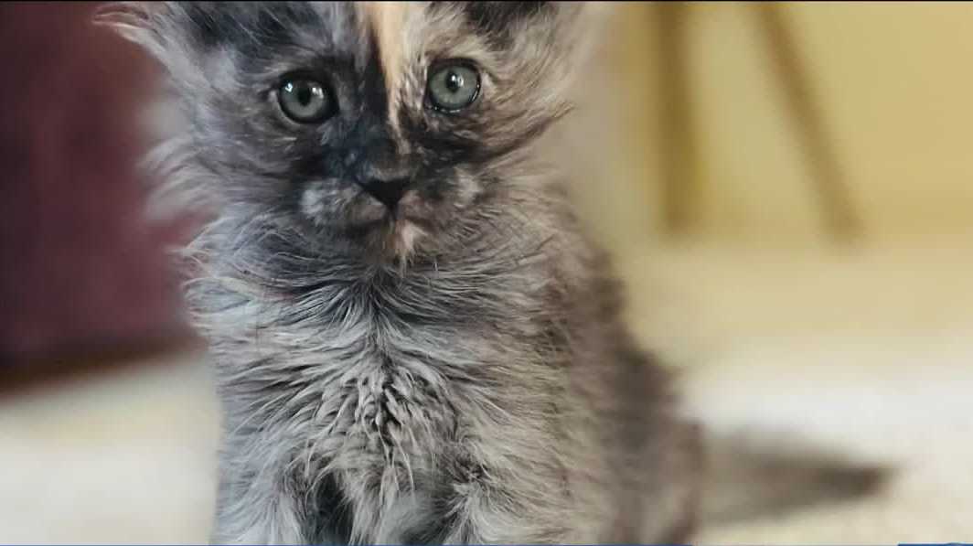 National Kitten College training aims to reduce kitten euthanasia