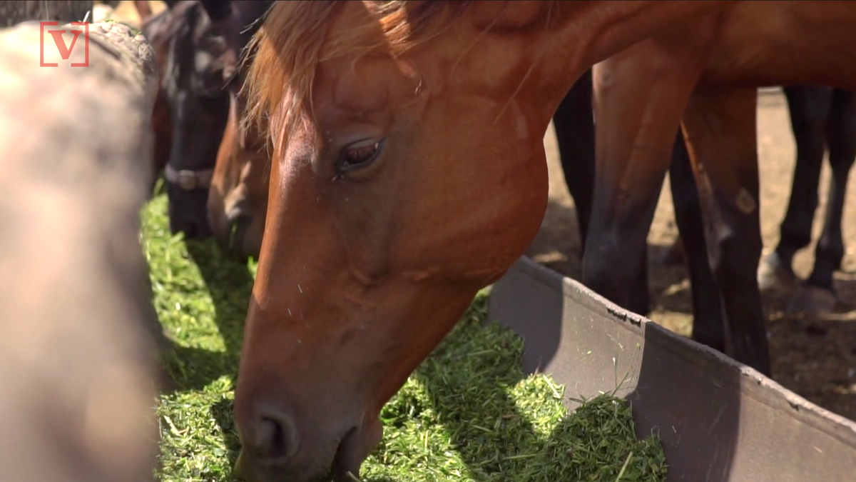 28 wild horses suspected to be dead after Hurricane Dorian storm surge