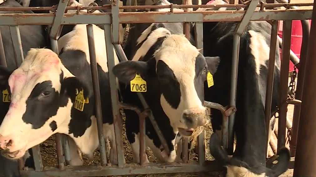Maine's largest dairy farm demonstrates the 'power' of cow poop