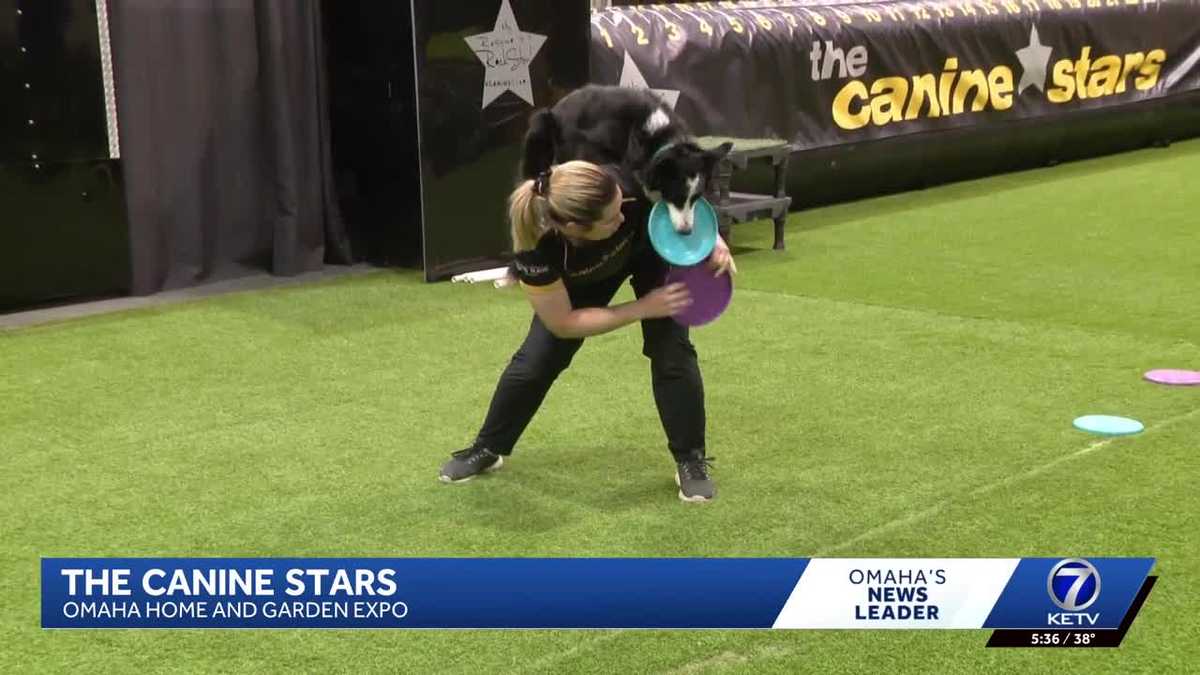 The Canine Stars bring high-flying rescue dog show to Omaha Home ...