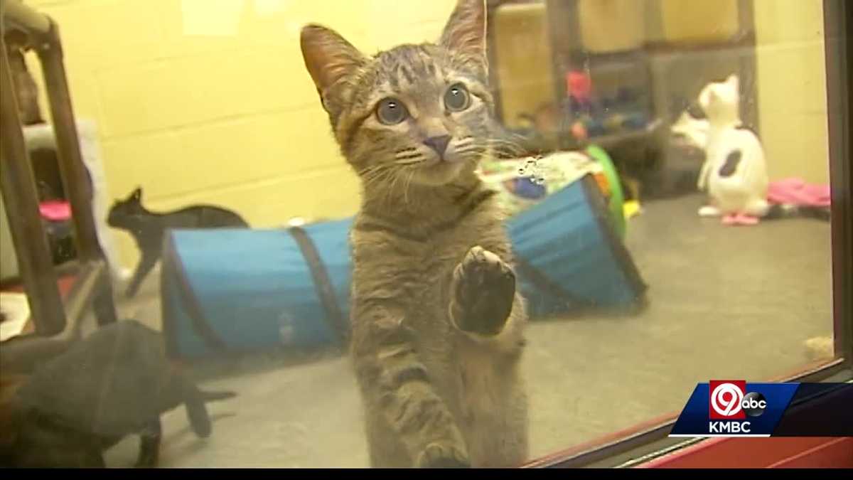 Future uncertain for Jackson County's regional animal shelter