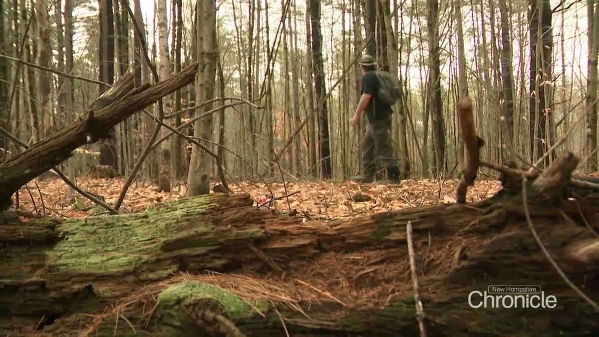 Meet the man searching for signs of Bigfoot in New Hampshire