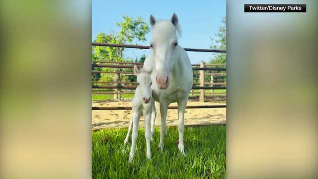Disney's newborn pony will one day pull Cinderella's carriage - Vimarsana News