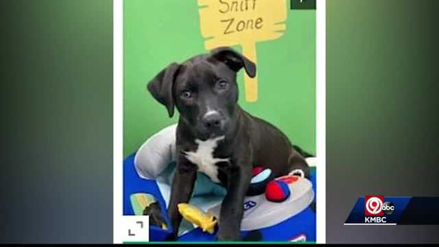 Pup found in abandoned house will be on 'Puppy Bowl' - Vimarsana News