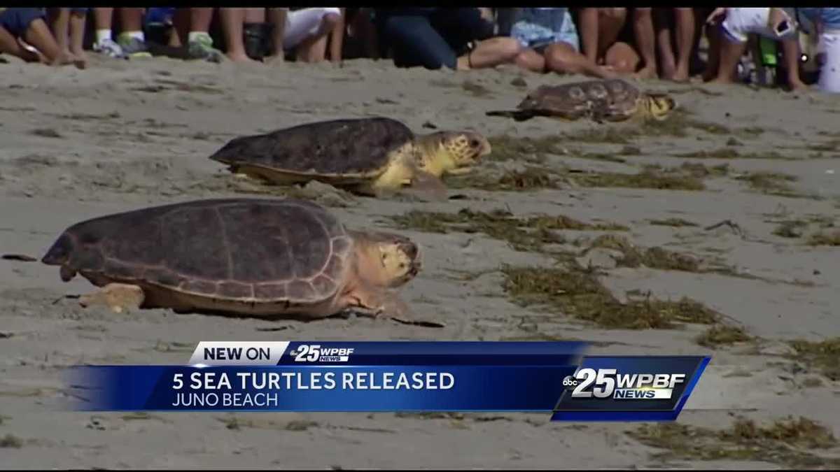 Sea turtles released back into ocean
