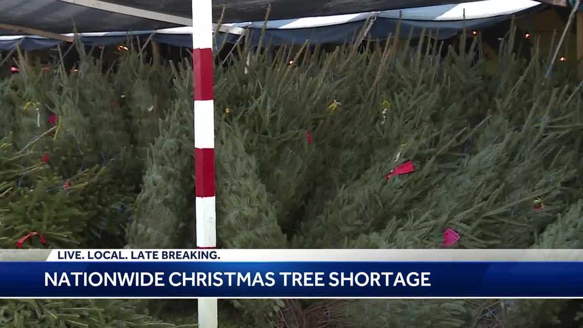 Shortage of Christmas Trees