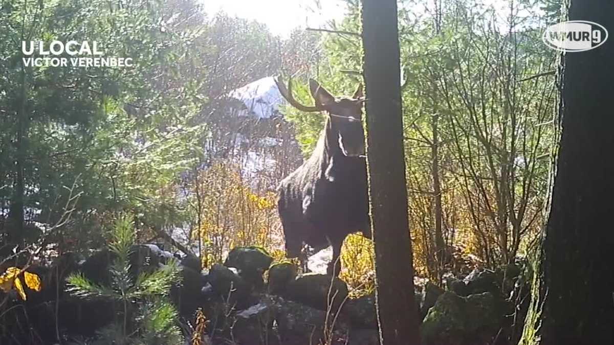 Trail camera captures moose jumping over stone wall in NH
