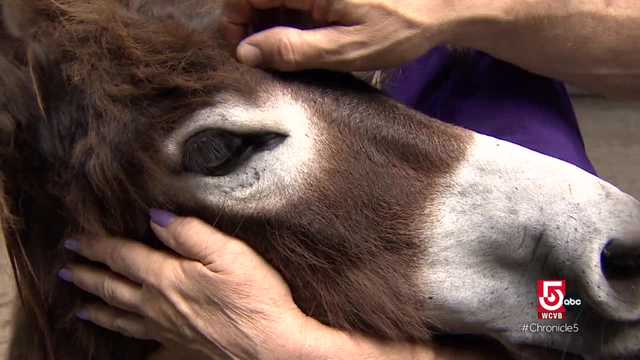 Reviving Davoll's General Store in Dartmouth, Massachusetts and rescuing donkeys in need at Peace for Ponies﻿ - Vimarsana News