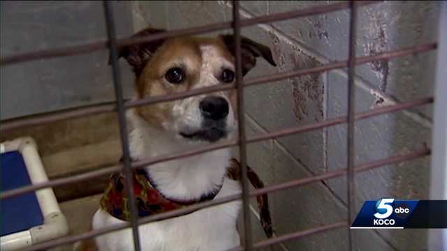 Illness at Oklahoma animal shelter impacts others across metro - Vimarsana News