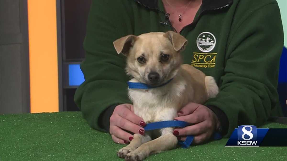 Pet of the week: Timothy