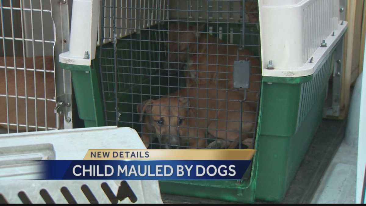 Child flown to hospital after dog attack