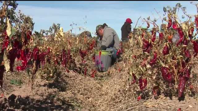 These red chiles will go to Taco Bells around the country - Vimarsana News