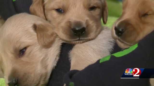 Pet sale ban takes effect in Orange County - Vimarsana News