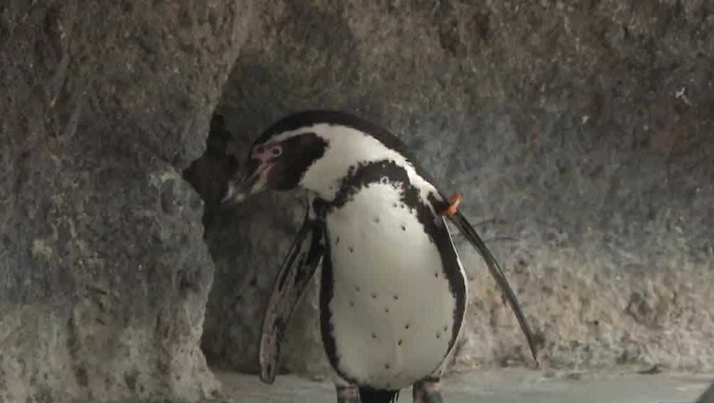 Penguins take over Groundhog Day duty at Milwaukee County Zoo