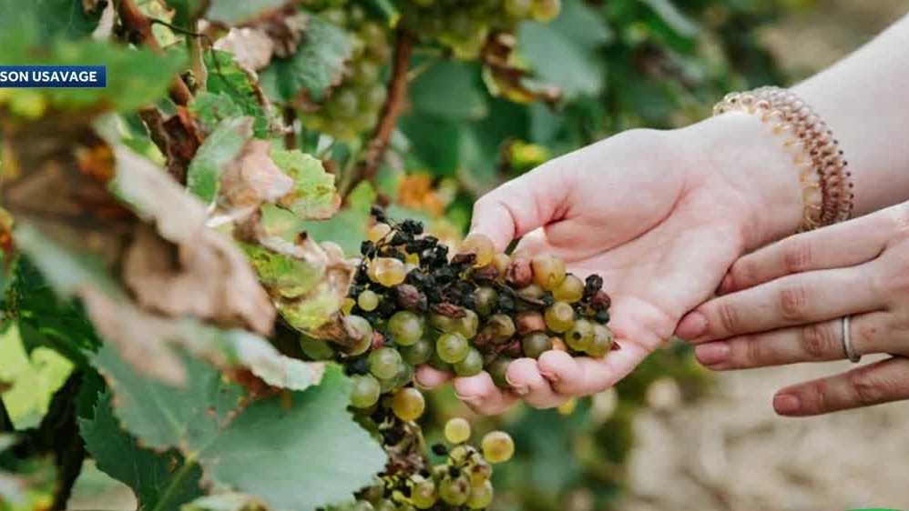 This NASA technology could detect early disease in wine grapes - Vimarsana News