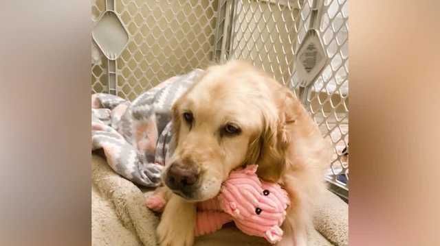TikTok famous dog was saved from a puppy mill - Vimarsana News