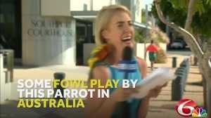 This parrot made this reporter's live shot incredibly difficult