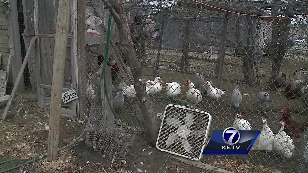 Woman helps hatch a turkey vulture egg