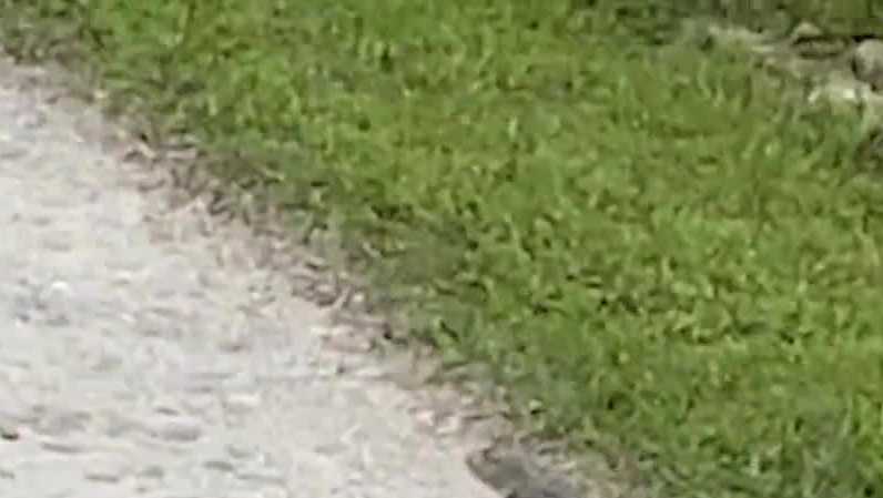 Teen arrested in Volusia wildlife abuse case after baby alligator incident