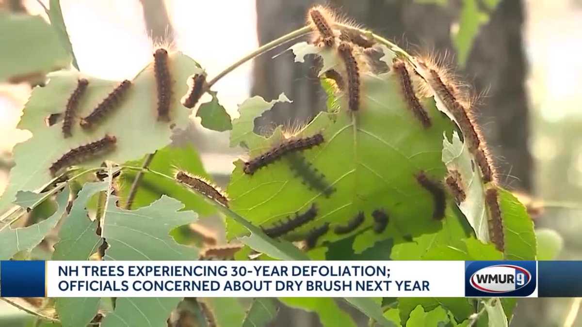 Defoliation of New Hampshire trees could increase fire danger