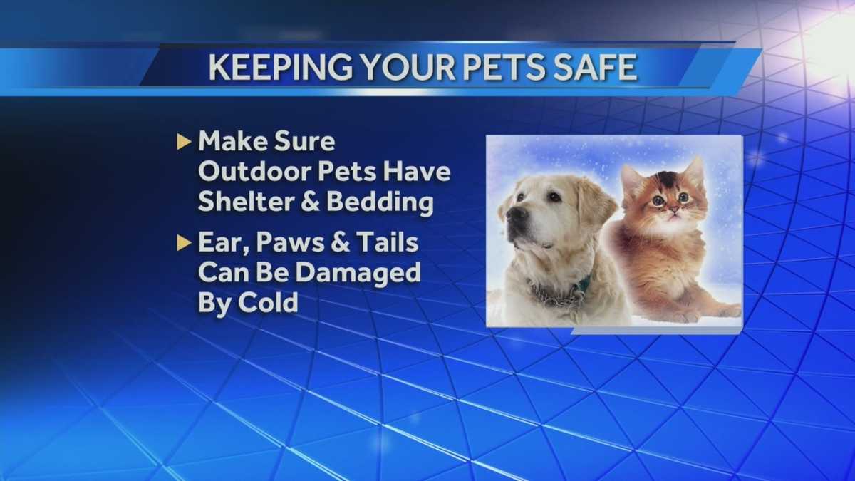 Keeping pets safe during this winter blast