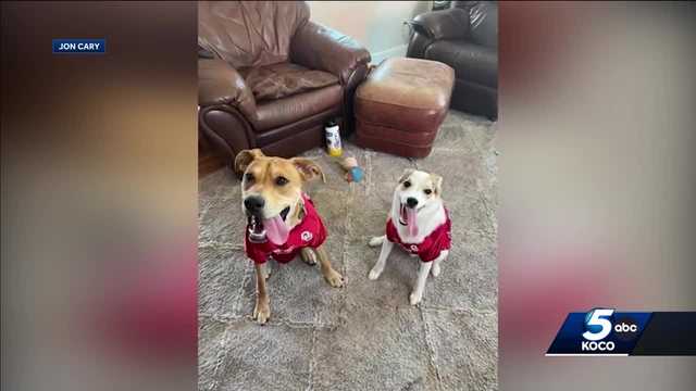 Oklahoma man describes search for missing dogs - Vimarsana News