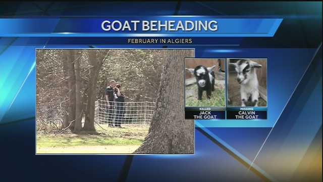 Goat beheading is third case of cruelty in two months