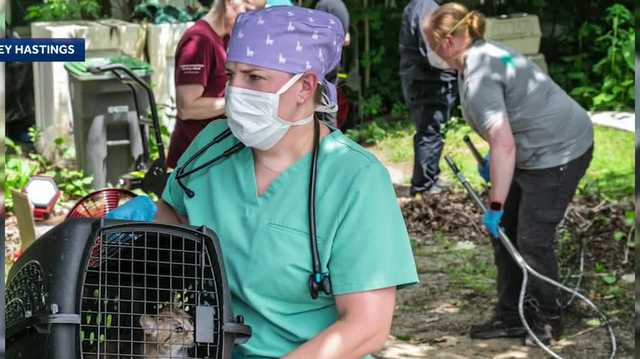 Search warrant leads to seizure of dozens of animals from Hooksett home