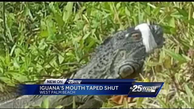 Iguana's mouth taped shut in West Palm Beach