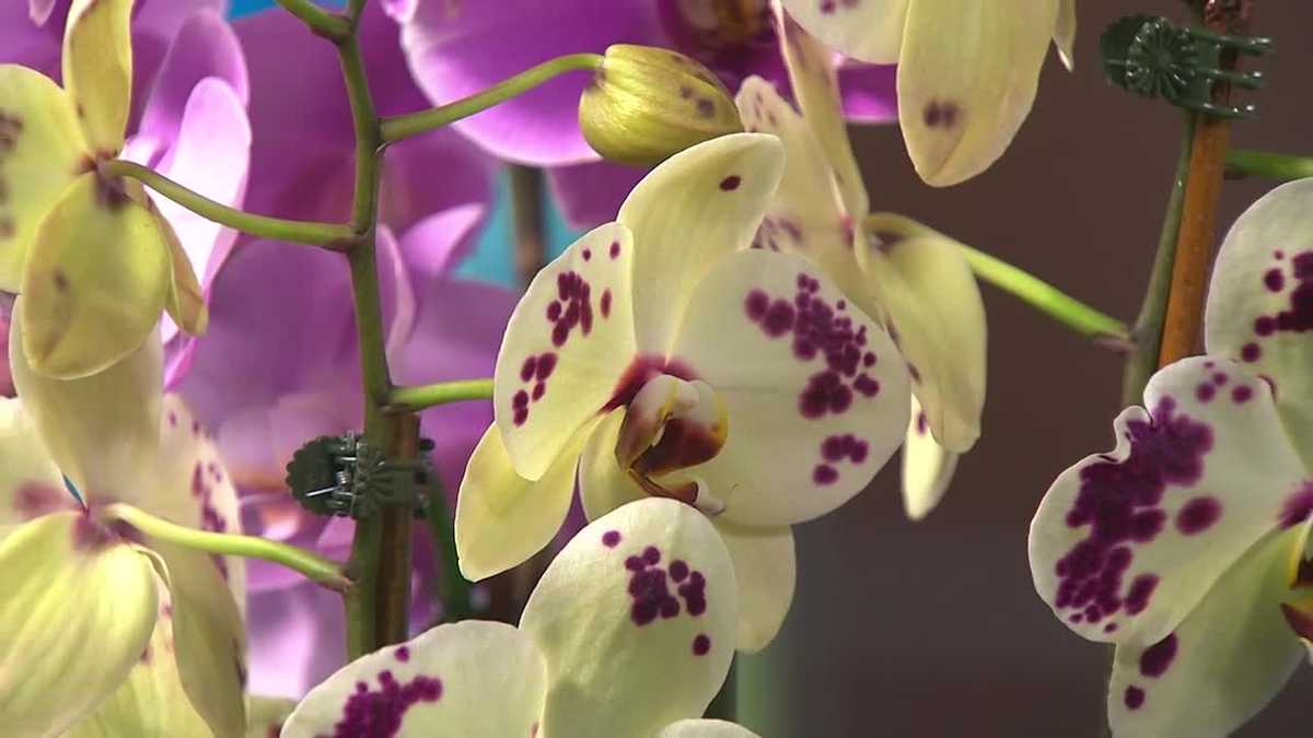 Plant Questions Which winter plants feed birds?