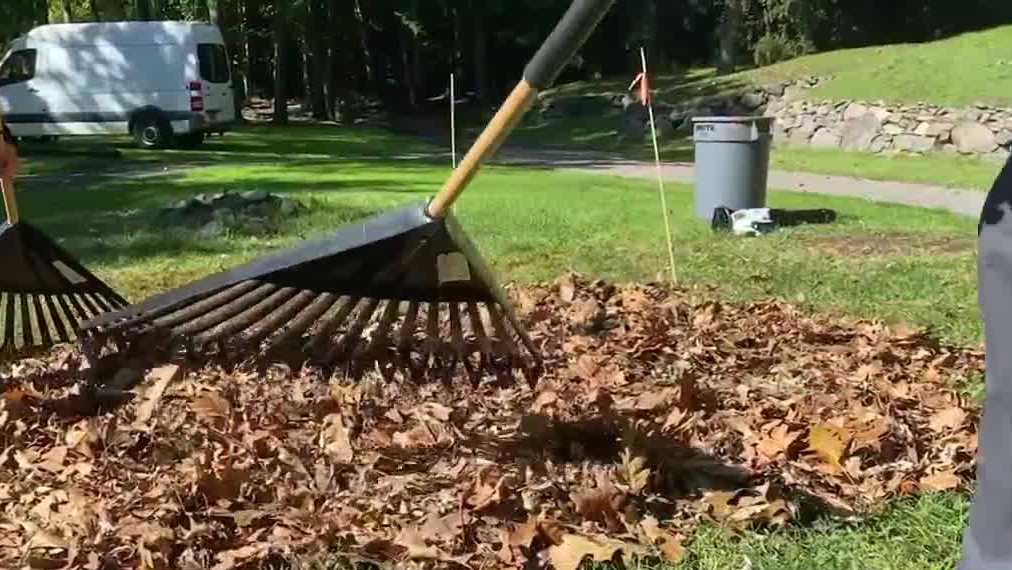 Consumer Reports: Top tools for efficient fall yard cleanup