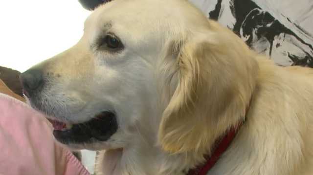 ISU veterinary professor helps save puppy rescued from Iowa puppy mill - Vimarsana News