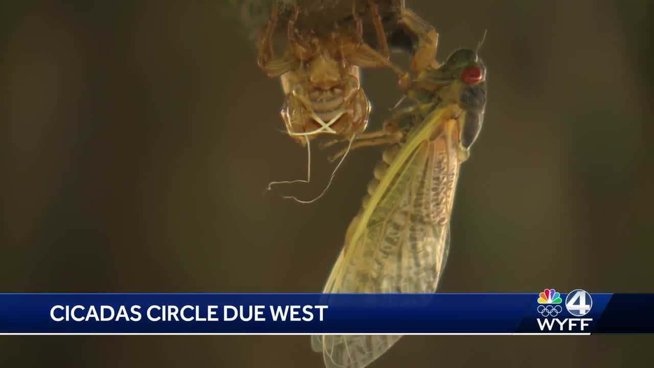 Cicadas swarm Abbeville County, South Carolina - Vimarsana News