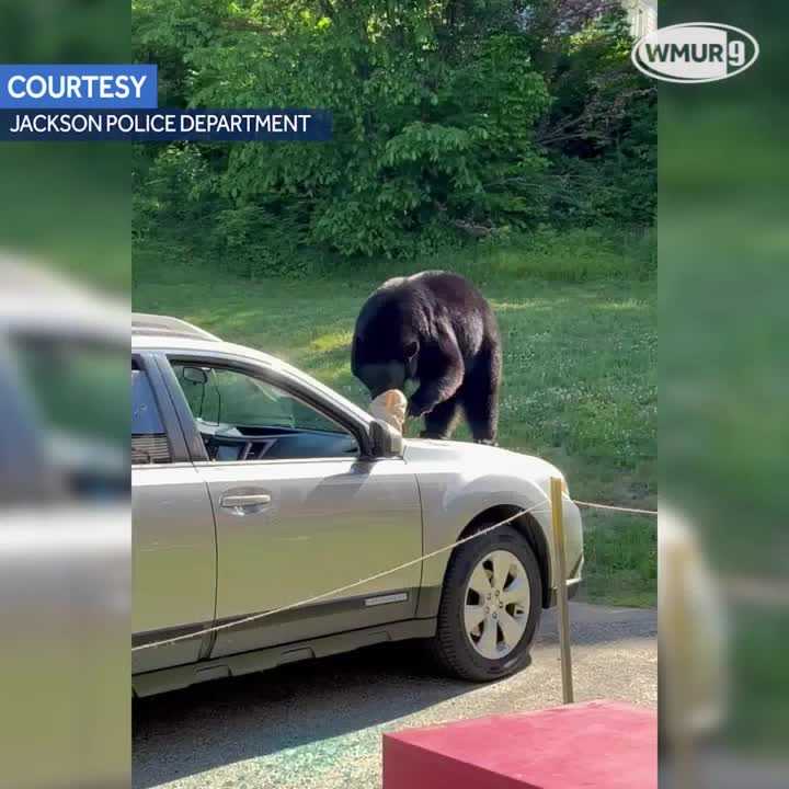 Video Bear breaks into car for food in Jackson New Hampshire