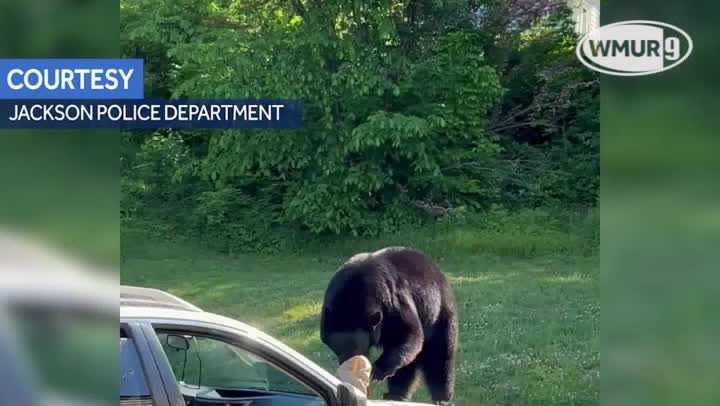 Video: Bear breaks into car for food in Jackson