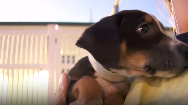 MSPCA Transports 30 Alabama Dogs to Massachusetts Ahead of Hurricane Isaias