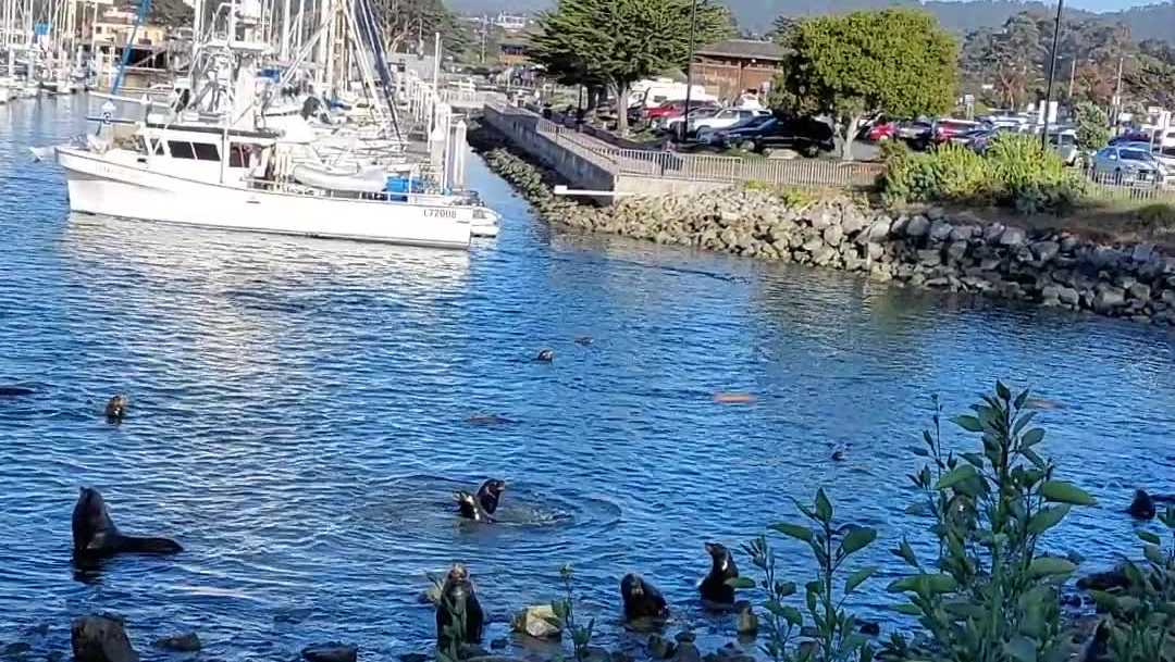 WATCH: Sea lions make themselves heard at the Monterey wharf