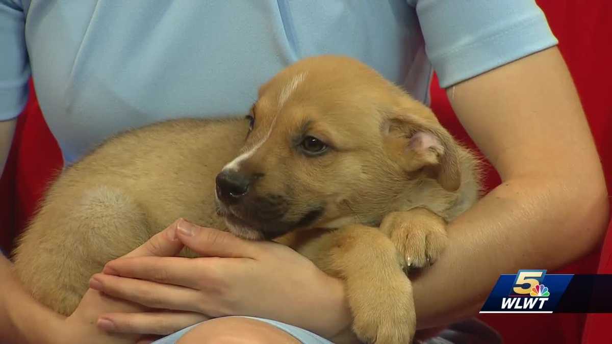 Animals ready for adoption through Stray Animal Adoption Program