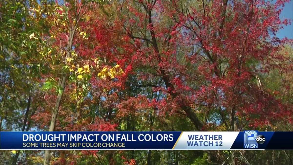Wisconsin drought will impact this season's fall colors